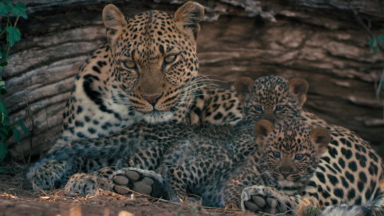 Mashatu: Land of Leopards still 4