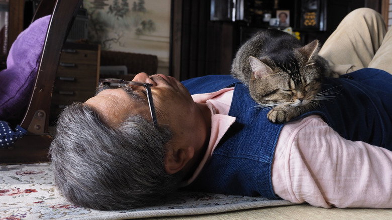 The Island of Cats still 1