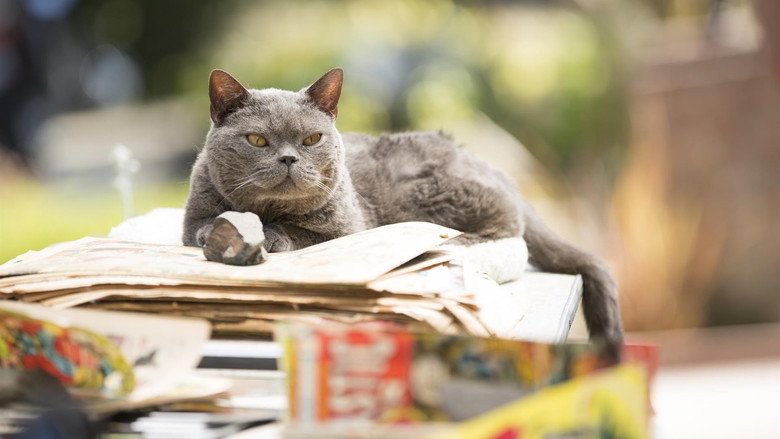 Murder of a Cat still 1