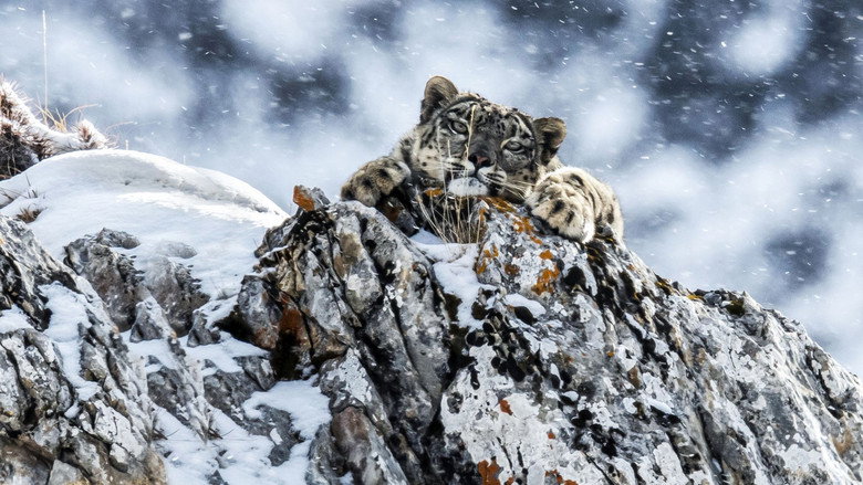 The Frozen Kingdom of the Snow Leopard still 1
