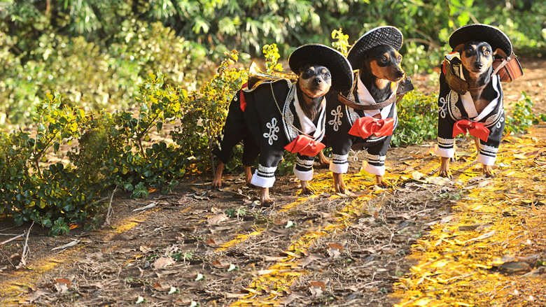 Beverly Hills Chihuahua 3: Viva la Fiesta! still 5