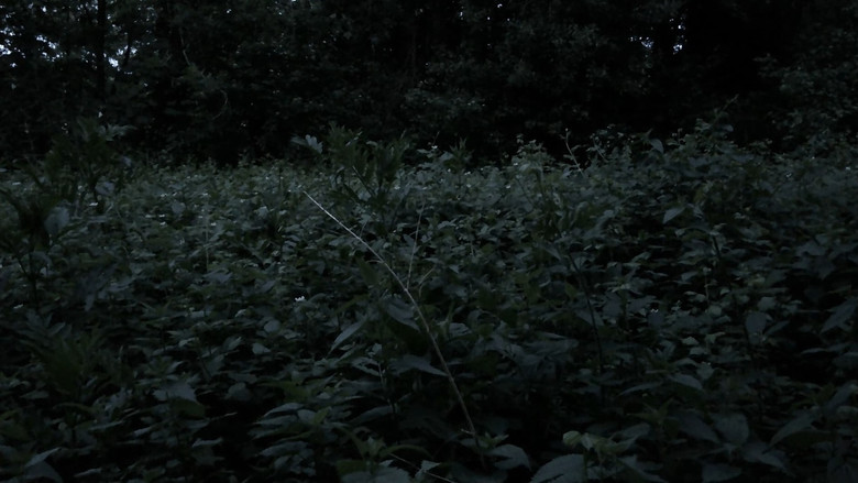 Ecosystem Washing still 5