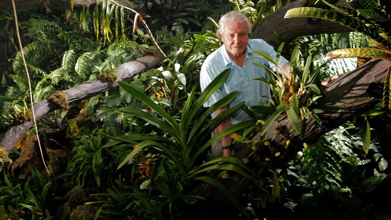 Kingdom of Plants still 2