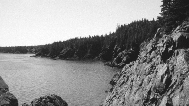 The Forest and The Sea still 1