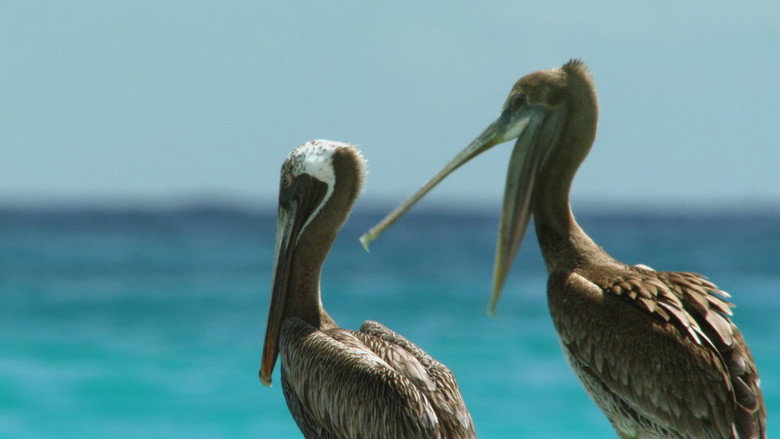 Cuba's Wild Revolution still 1