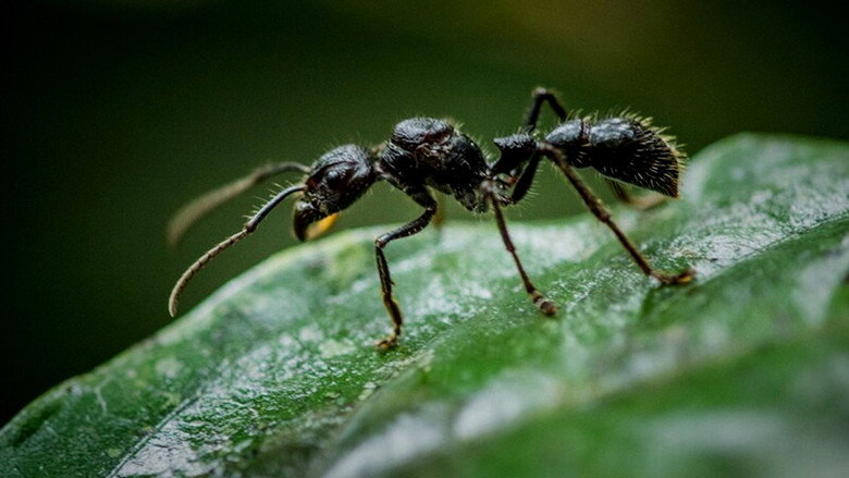 Fabulous Insects - Ants still 2