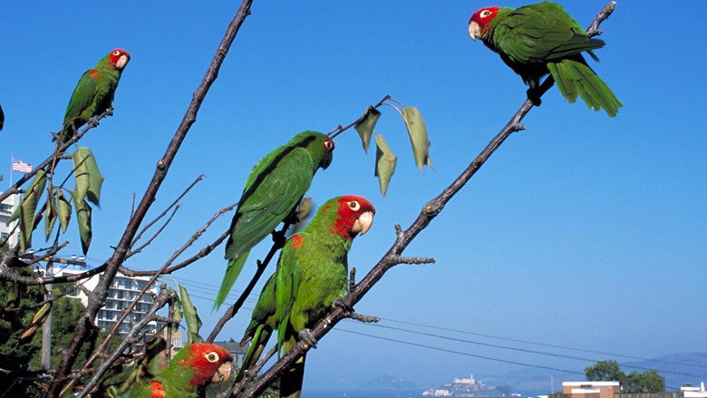 The Wild Parrots of Telegraph Hill still 3