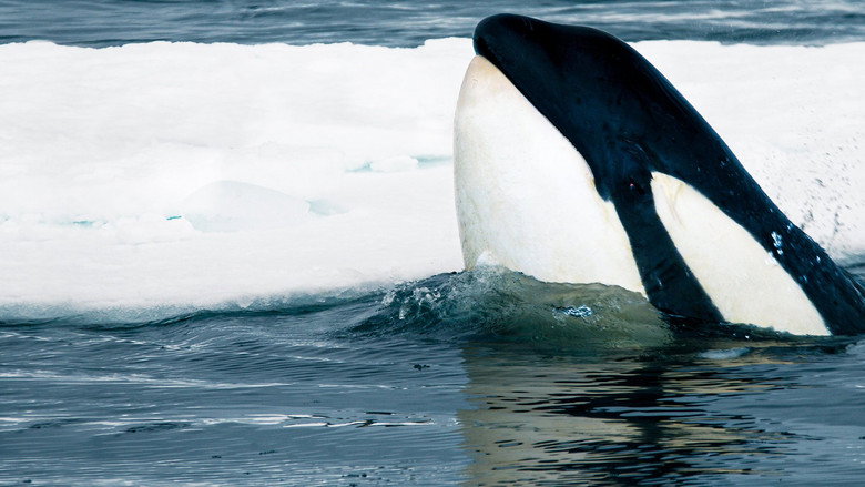 Expedition Killer Whale still 2