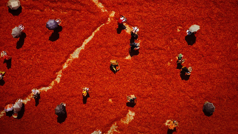 Omnivore still 4