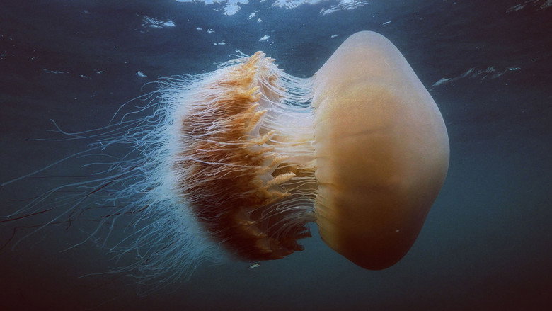 Wonders of the Ocean still 8