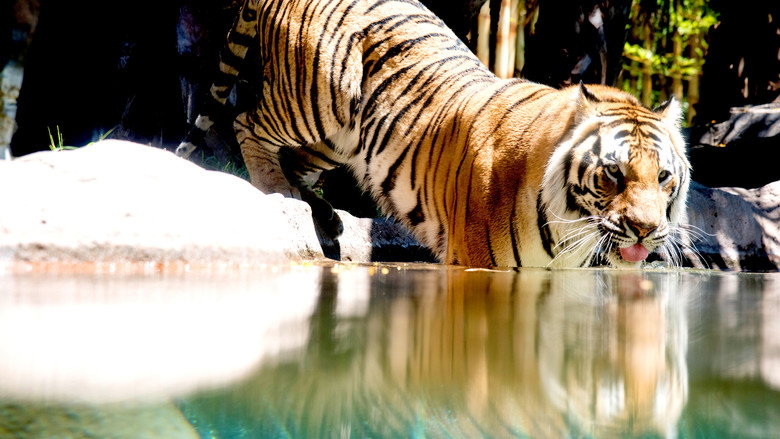 Big Cat Games still 5