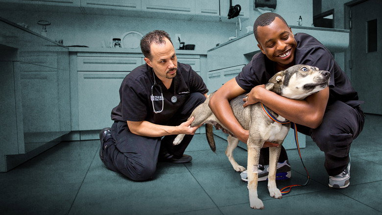 The Vet Life still 4