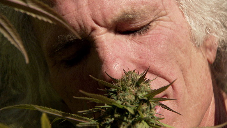 Inside: Medical Marijuana still 1