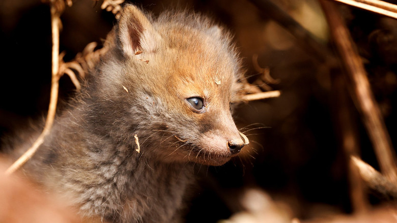 Springwatch still 3