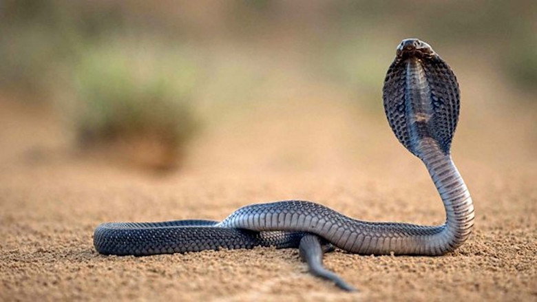 One Million Snake Bites still 1