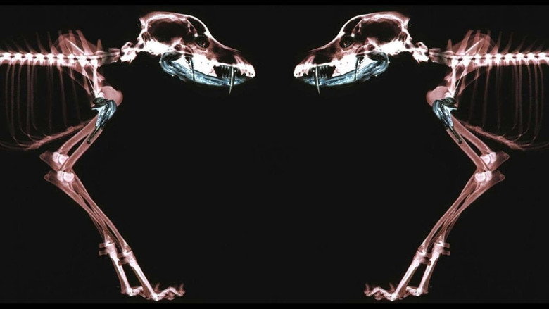 Rottweiler still 1