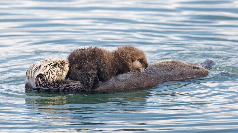 Threatened: The Controversial Struggle of the Southern Sea Otter still 1