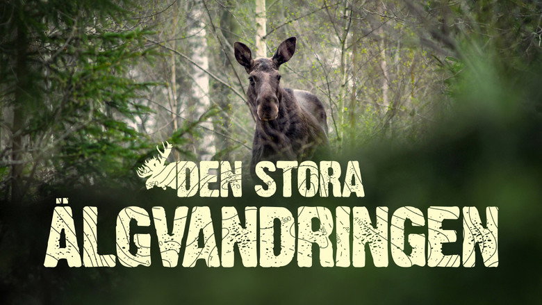 Den stora älgvandringen still 5