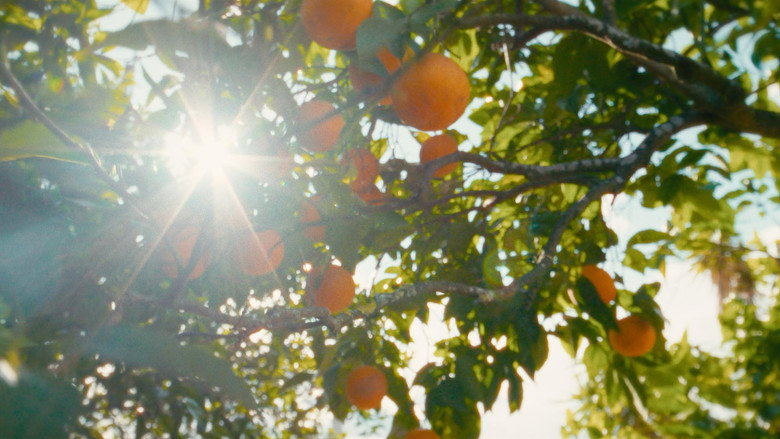 O Tempo De Comer Uma Laranja still 2