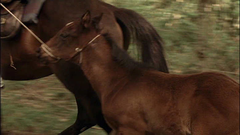 The Colt still 1