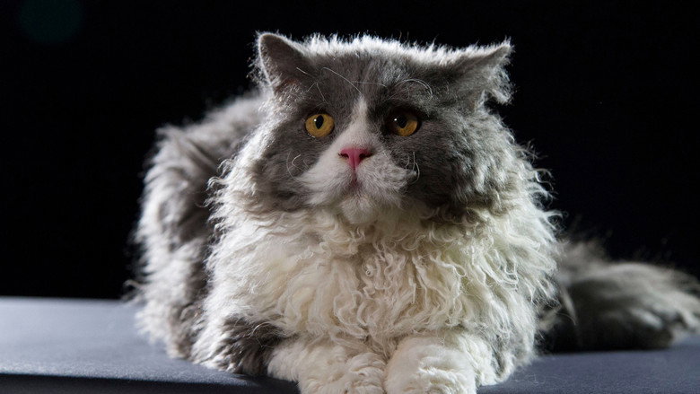 The Story of Cats still 3
