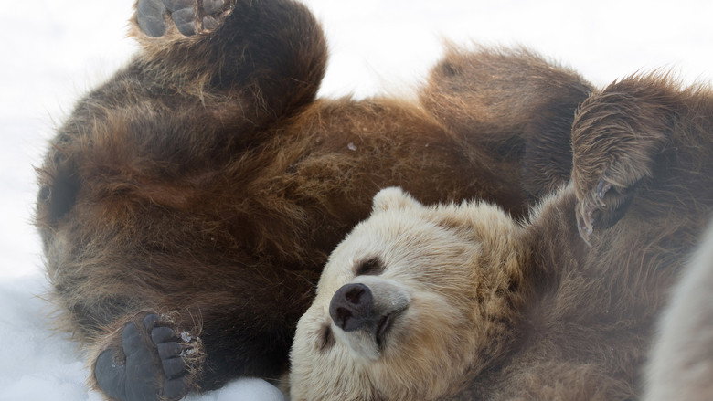 Winter of the Bear still 1