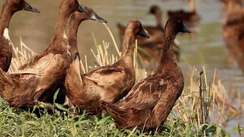 Duck Academy still 1