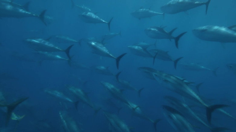 Superfish: Bluefin Tuna still 1