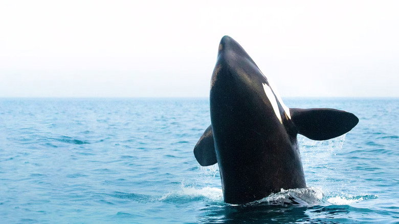 Orcas - Vorstoss in die Arktis still 1