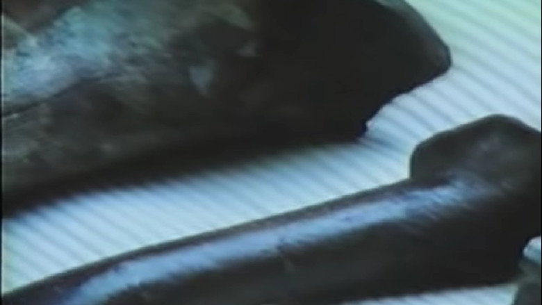 The Real Jurassic Park still 3