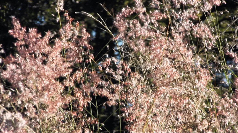 Surpresas still 4