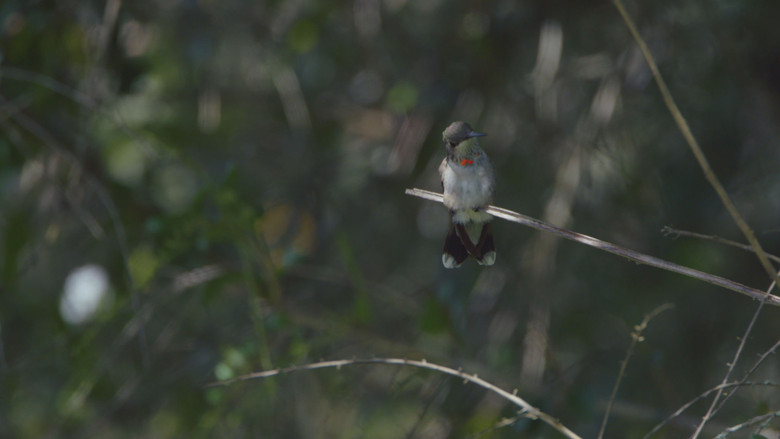 Birders still 2