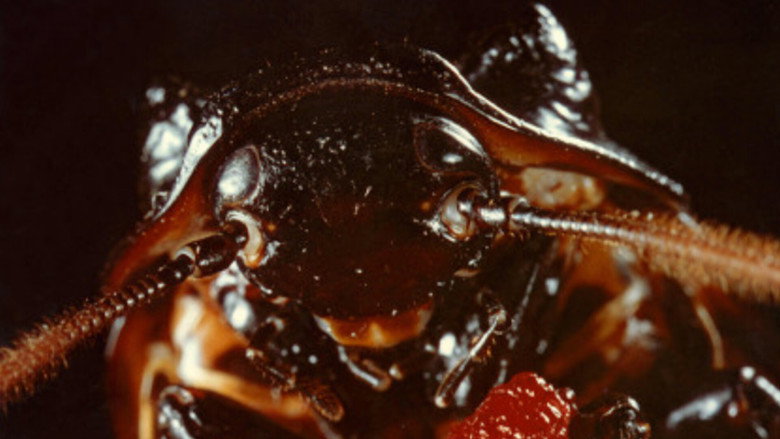 Bug still 8
