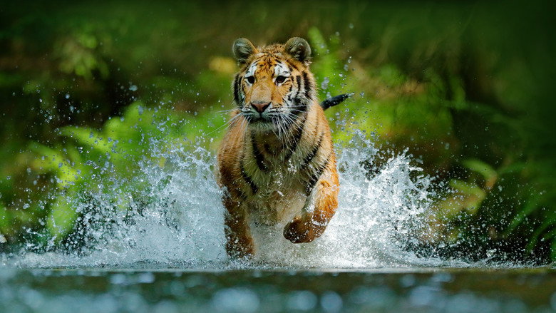 Wild Russia still 2