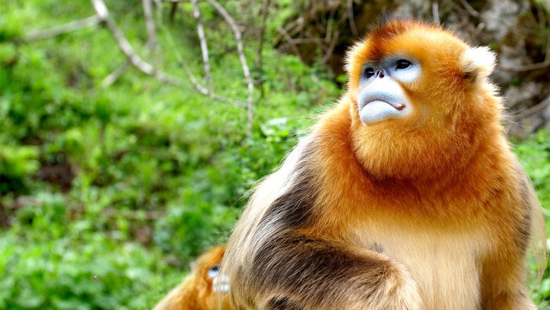 The Hidden Kingdoms of China still 5