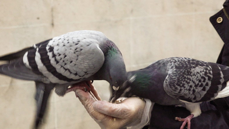 The Pigeon still 1