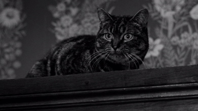 The Shadow of the Cat still 1