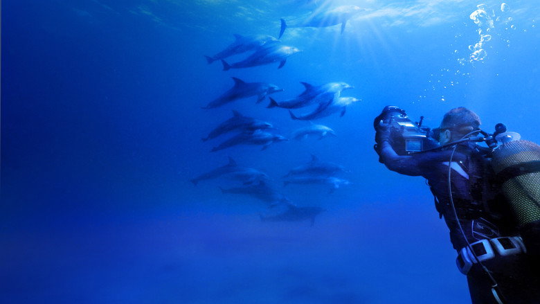 Diving with Dolphins still 6