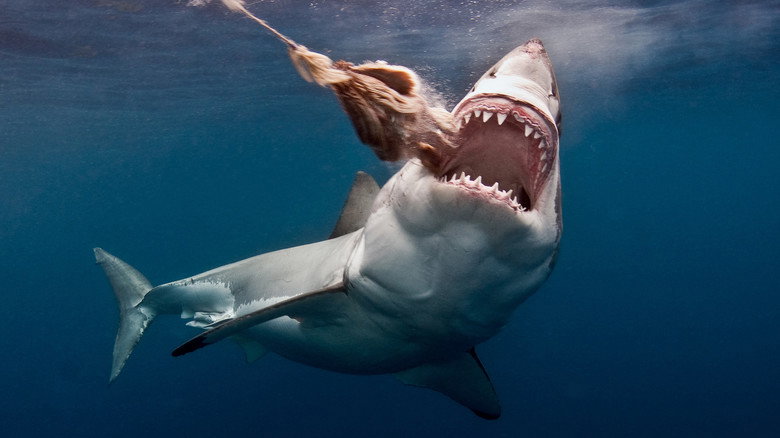 The Search for the Ocean's Super Predator still 7