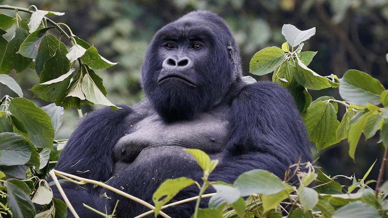 Mountain Gorilla still 1