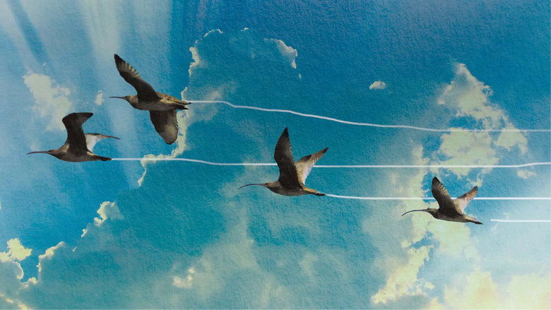 Flyways: The Untold Journey of Migratory Shorebirds still 3