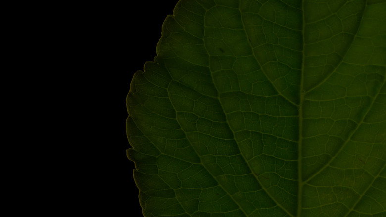Salvia Divinorum: A Western Approach still 1