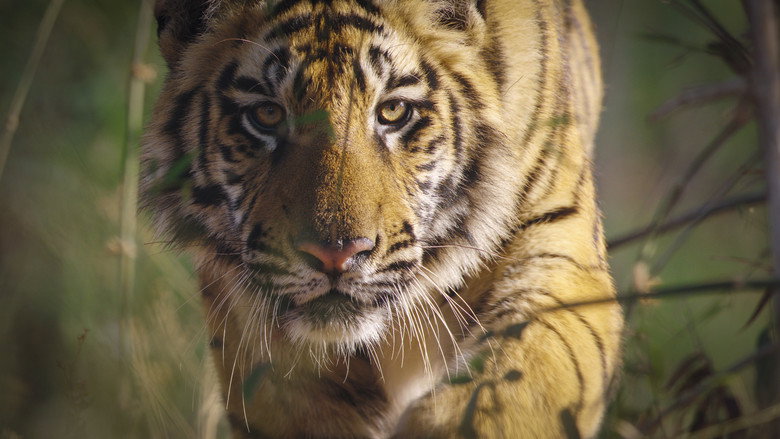 Tiger still 7