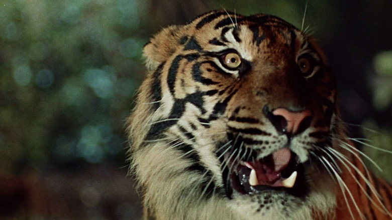 The Tiger of Eschnapur still 8