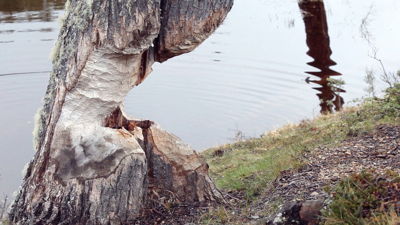 Beavers: Patagonia invaders still 2