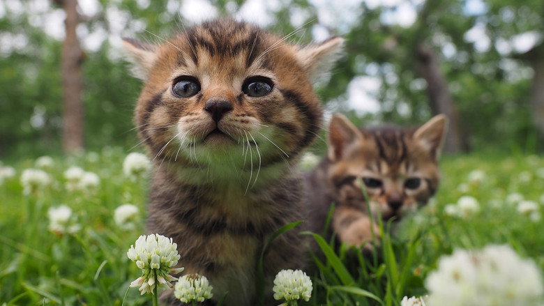 Mitsuaki Iwago's World “Cats” Travelogue still 5