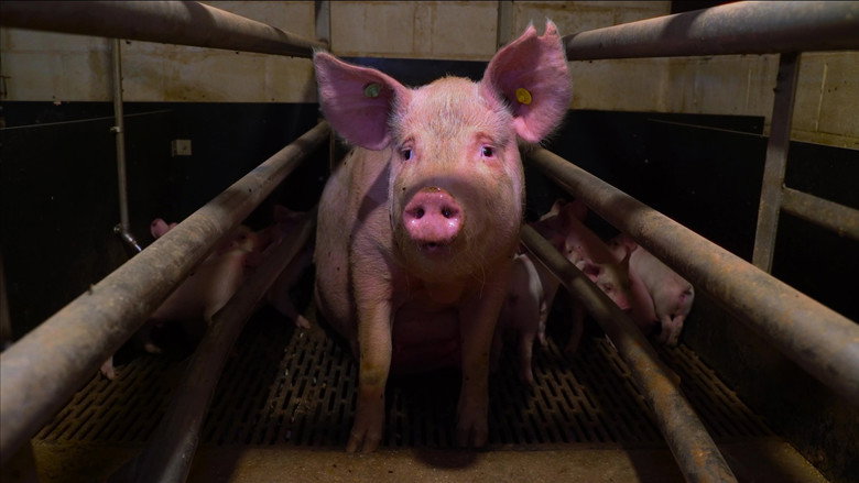Pignorant still 1