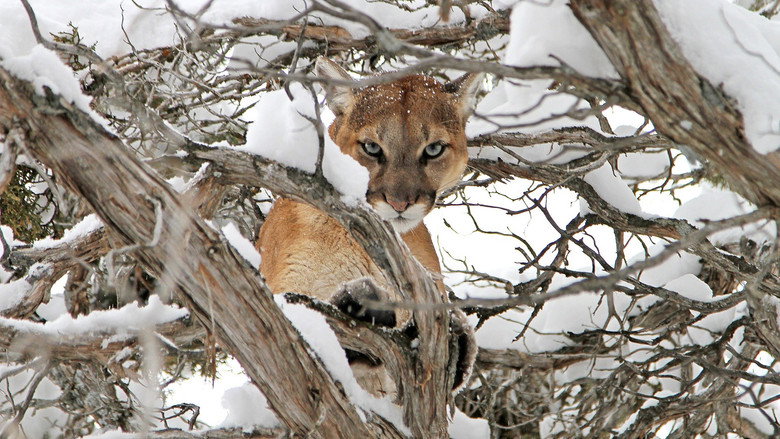 Cougar v. Wolf still 2