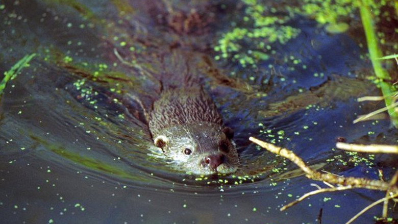 The Otter's Trail still 1