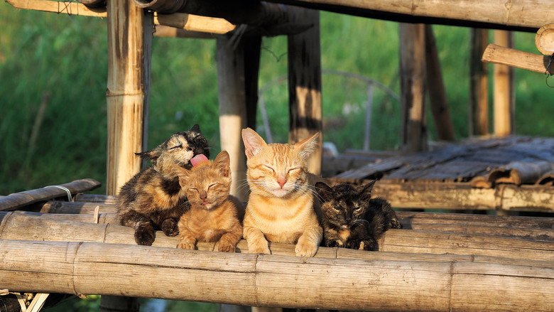Mitsuaki Iwago's World “Cats” Travelogue still 1